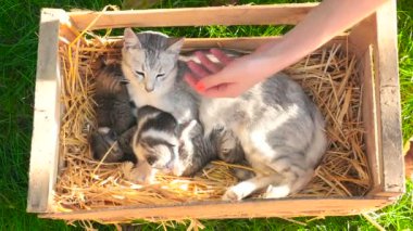 Kişi okşayarak kedi yavru kedi ile el