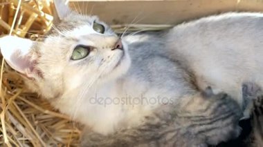 Anne kedi onu yavru kedi yatıyor