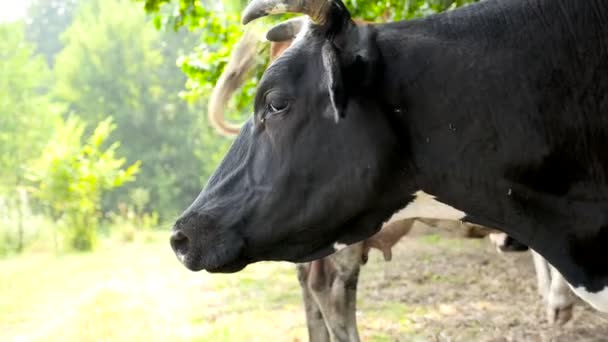 Una vaca negra mantiene alejadas a las moscas. Primer plano. — Vídeos de Stock