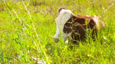 Yeşil bir alanda kahverengi bir buzağı