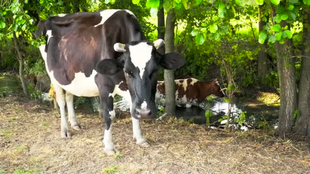 Une vache se tient au milieu du ruisseau — Video