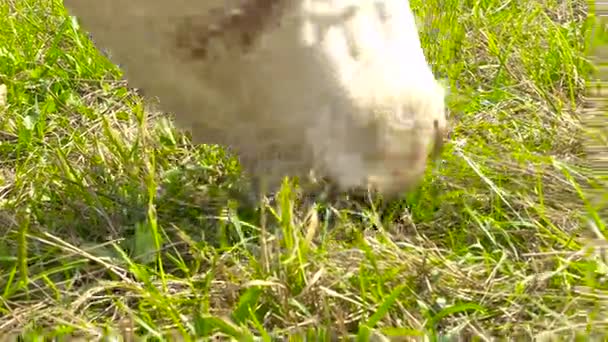 Gros plan d'une vache mangeant de l'herbe — Video
