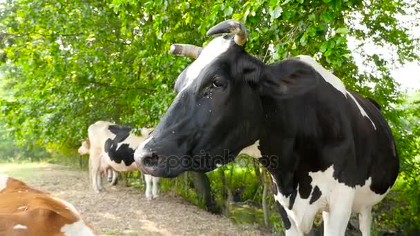 Een kudde koeien wandelen langs een landelijke weg — Stockvideo