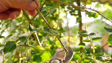 Bahar budama Gül Bush