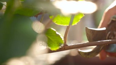 El Gül Bush kırpar