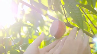 El şeftali ağaç olgun şeftali aldım.