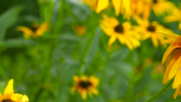 Abeille ramassant le pollen de la fleur jaune — Video