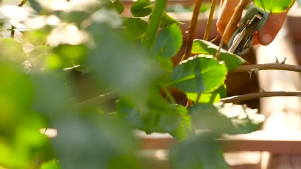 Rosensträucher im Garten zurückschneiden — Stockvideo