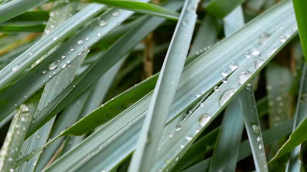 Groen gras met dauw druppels. Macro-opnamen — Stockvideo