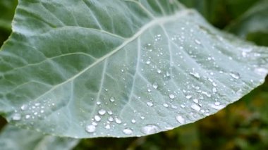 Büyük bir damla yağmur yalanlar üzerine bir yaprak. Makro çekim