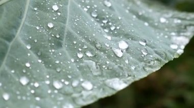 Işıklar yeşil yaprak üzerinde çiy düşüyor. Makro çekim