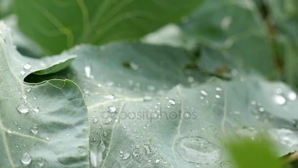 Uma grande gota de chuva cai sobre uma folha. Macro tiro — Vídeo de Stock