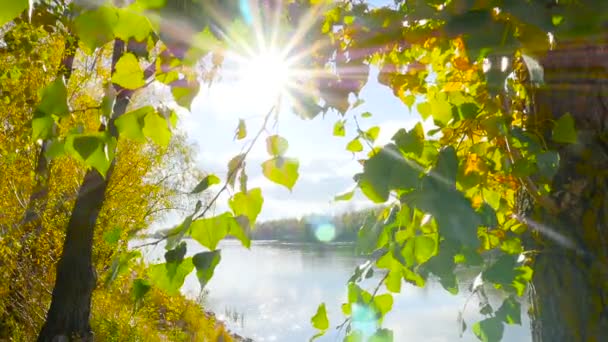 Вид на реку с солнечными дождями, сияющими листьями . — стоковое видео