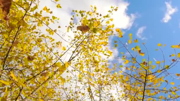 Höstlöv som vajar i vinden av blå himmel i bakgrunden — Stockvideo