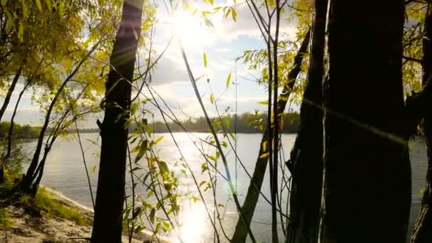 Árboles otoñales de río en el fondo — Vídeos de Stock