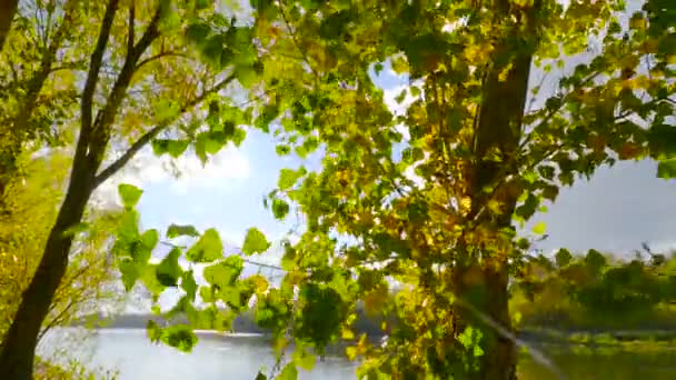Feuilles d'automne oscillant dans le vent de la rivière en arrière-plan — Video