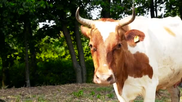 A gespot koe begrazing en houdt de vliegen uitgeschakeld — Stockvideo