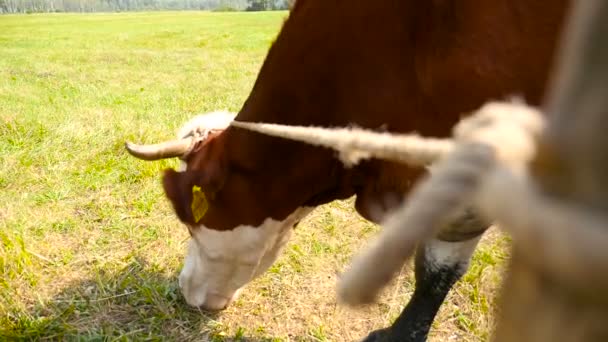 Koeien grazen op een groene weide — Stockvideo