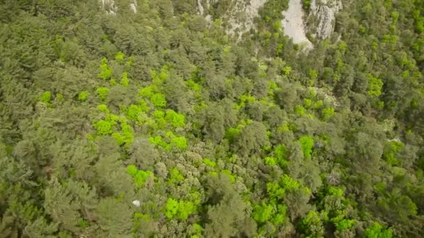 La forêt dans les montagnes. Vue depuis le téléphérique fenêtre — Video