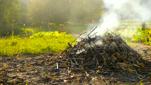 Un fuoco di ramoscelli secchi e foglie nel campo — Video Stock