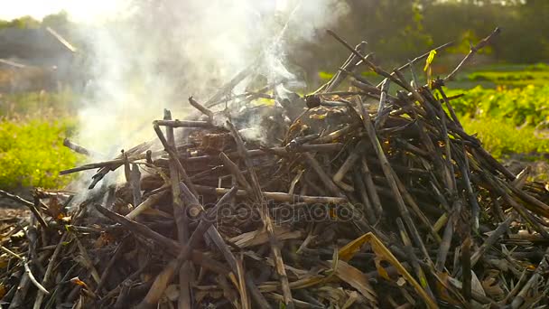 Fumée gonflante provenant d'un tas de feuilles sèches — Video