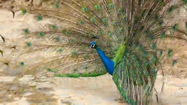 Beautiful peacock with opened fanned tail — Stock Video