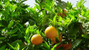 Olgun meyve ile portakal ağacı çiçek açmış. Yakın çekim