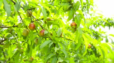 Şeftali ağacı, doğal ekolojik yetiştirme. Yakın çekim