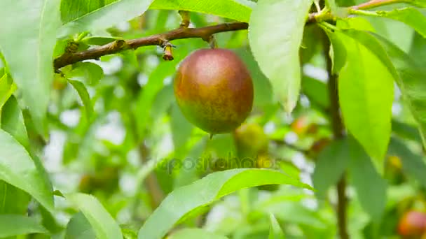 Camera richt zich op de nectarine op een boomtak onder gebladerte — Stockvideo