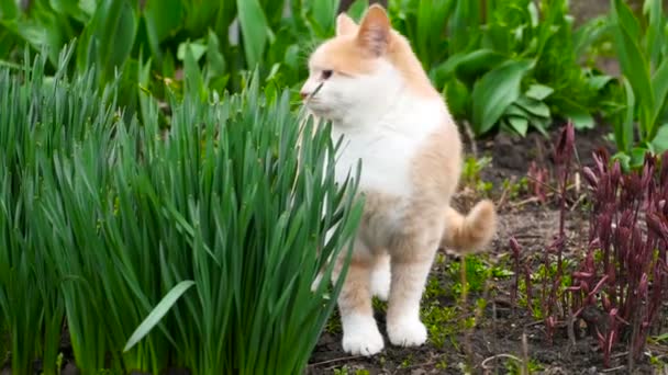 Grappige kat in de tuin — Stockvideo