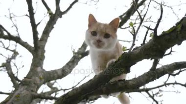 Komik bir yerli kedi ağacın etrafında yürür