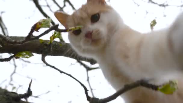 Lilla kattunge på ett träd — Stockvideo