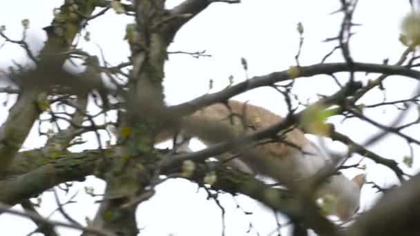 Испуганная кошка залезла на дерево — стоковое видео