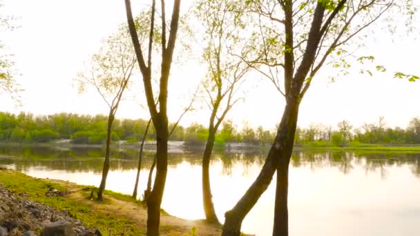 Камера движется через деревья на фоне реки — стоковое видео