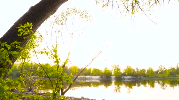 Камера движется мимо деревьев сквозь лучи солнца. — стоковое видео