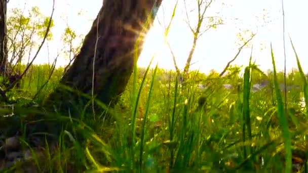 Klettert die Kamera auf einen Baum vor dem Hintergrund eines Flusses. Sonnenstrahlen — Stockvideo