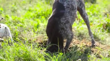 Köpek yavrusu kurtzhaar çukur kazıyor