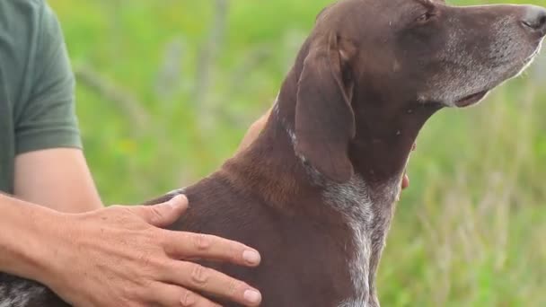 Un hombre acaricia a un perro. La raza Kurzhaar — Vídeo de stock
