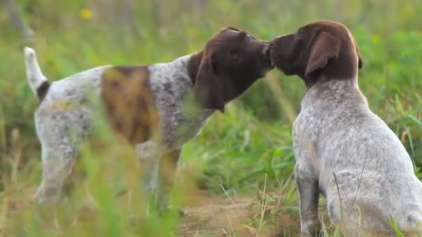 Dois filhotes de cachorro são jogados. A raça Kurzhaar — Vídeo de Stock