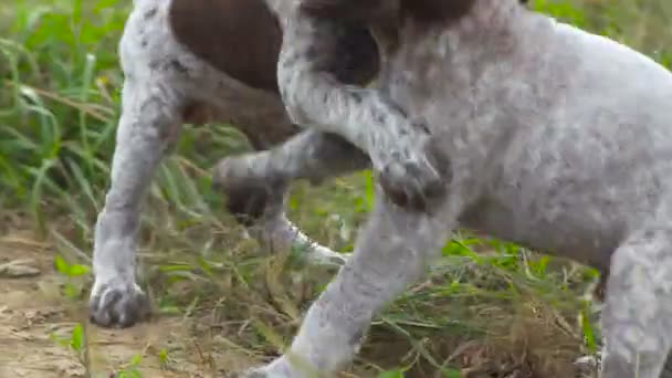 Kleine pups worden onderling gespeeld. KURZHAAR — Stockvideo