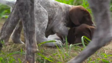 Küçük yavru açık havada oynanır. Kurtshaar