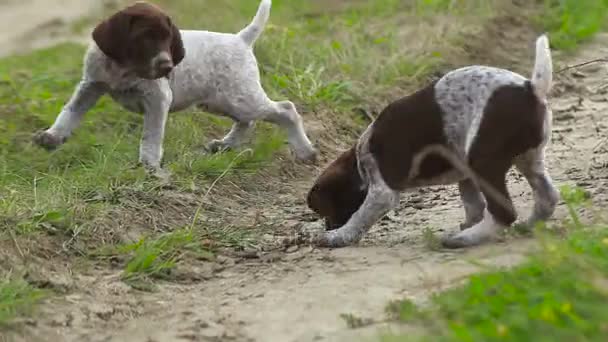Kurzhaar puppies running around each other in a field — Stock Video