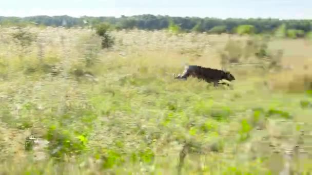 Perro adulto kurtshaar corre sobre la hierba — Vídeo de stock