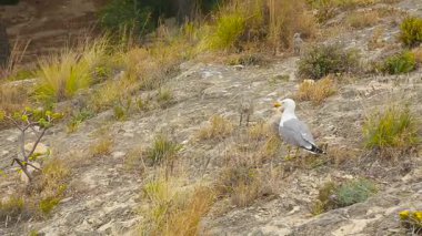 Martı ve yavrularını