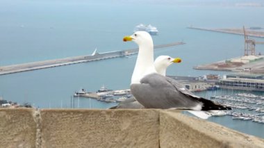 Arka planda Akdeniz deniz martı. İspanya, Alicante. Santa Barbara Kalesi