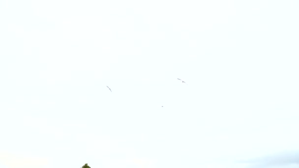 Gaviotas volando en el cielo sobre la fortaleza. España Alicante. Fortaleza de Santa Barbara . — Vídeo de stock