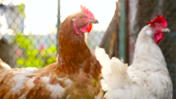 Twee kippen op de boerderij — Stockvideo