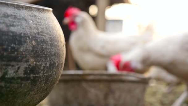 Csirkék defókusz enni kukorica — Stock videók