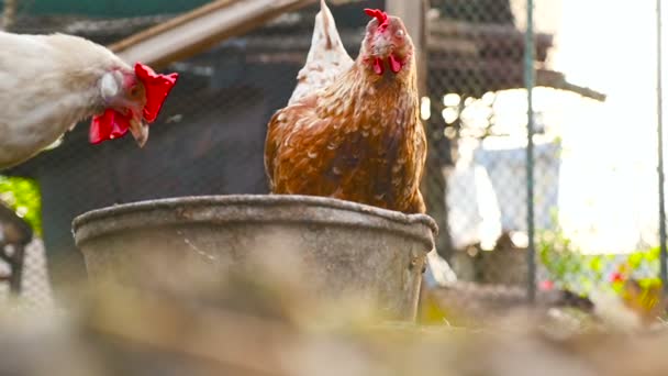 Pollos domésticos en la granja — Vídeos de Stock