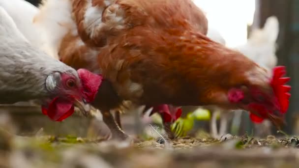 Un primer plano de un pollo que come trigo — Vídeo de stock